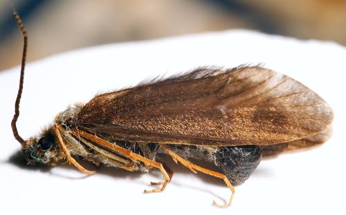 Sericostoma sp.